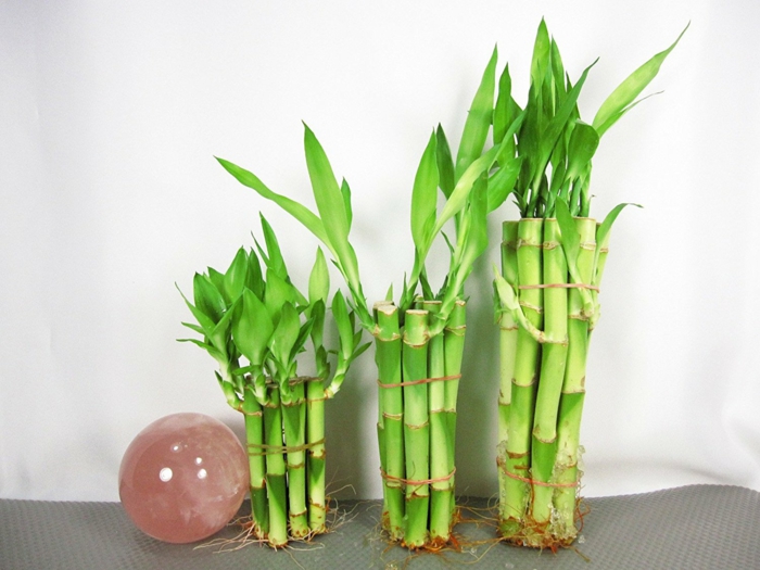 bambous arrangés sans pots