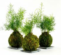 DIY cadeau Noël : idées originales avec des plantes (3)