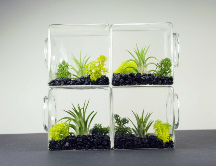 idée créative terrarium plantes grasses