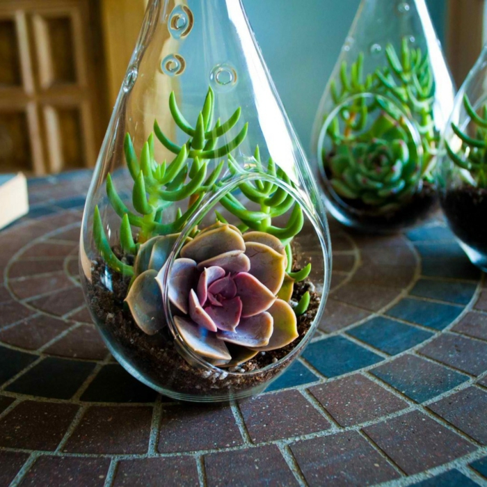 idée terrarium plantes grasses verre