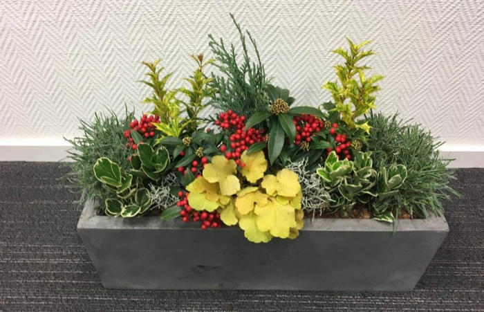 jardinière d'hiver plantes en couleurs vives
