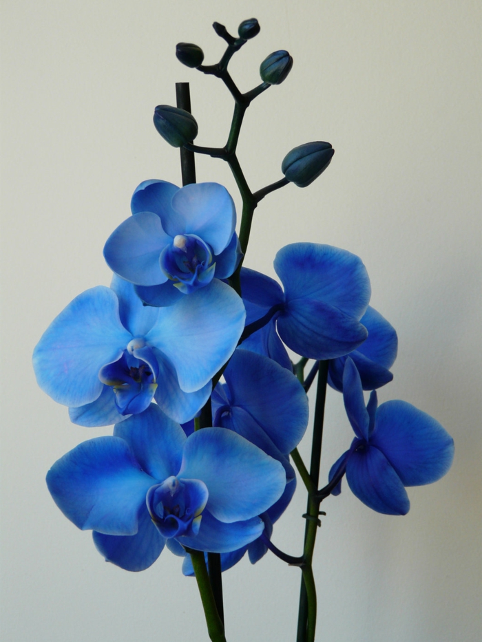 le langage des fleurs belle orchidée en bleu