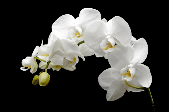 le langage des fleurs orchidée blanche