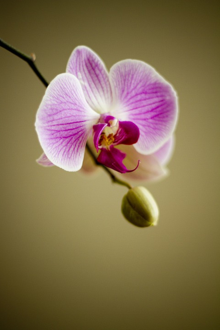 orchidée le langage des fleurs