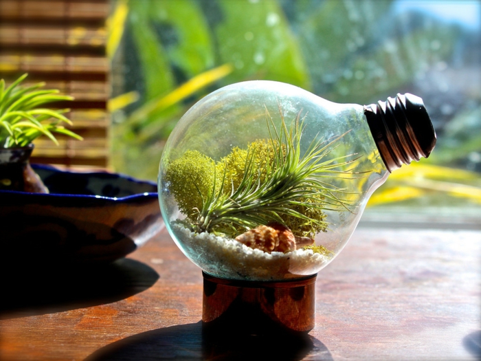 terrarium plantes diy ampoules électriques