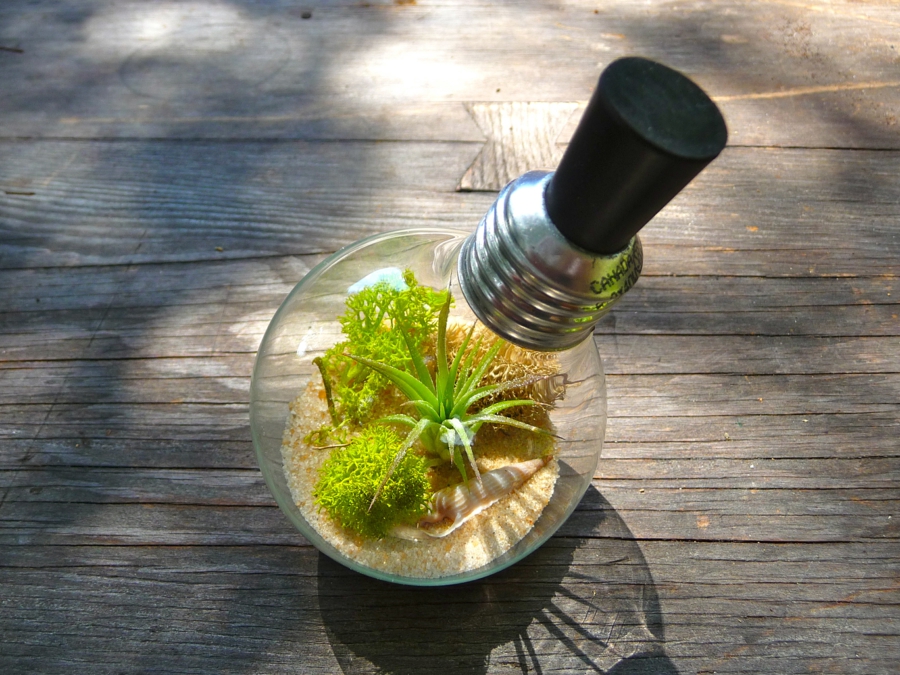 terrarium plantes grasses