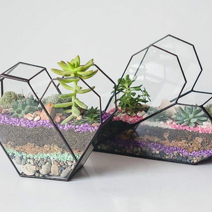 terrarium plantes grasses jolie réalisation