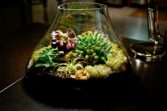 terrarium plantes grasses vase en verre
