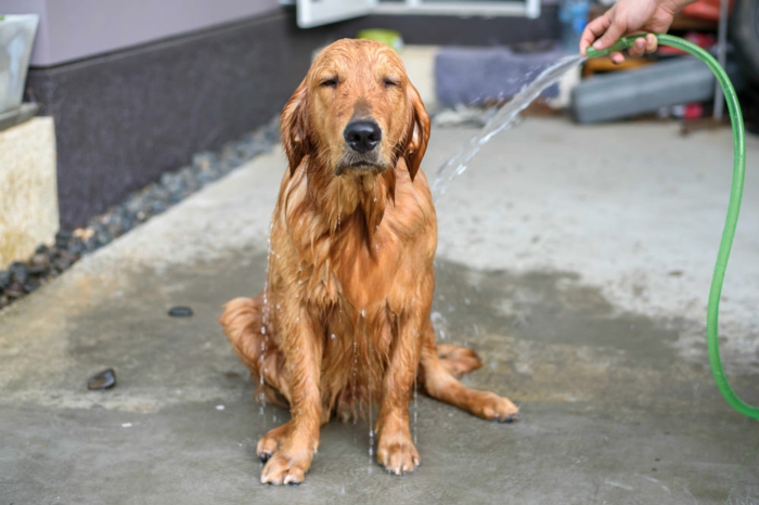 baigner votre chien shampoing chien fait maison