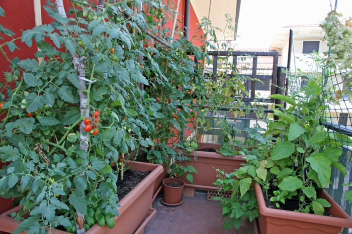 cultiver des légumes potager balcon