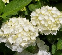 Hortensia en pot : comment planter et cultiver ce joli arbuste (3)
