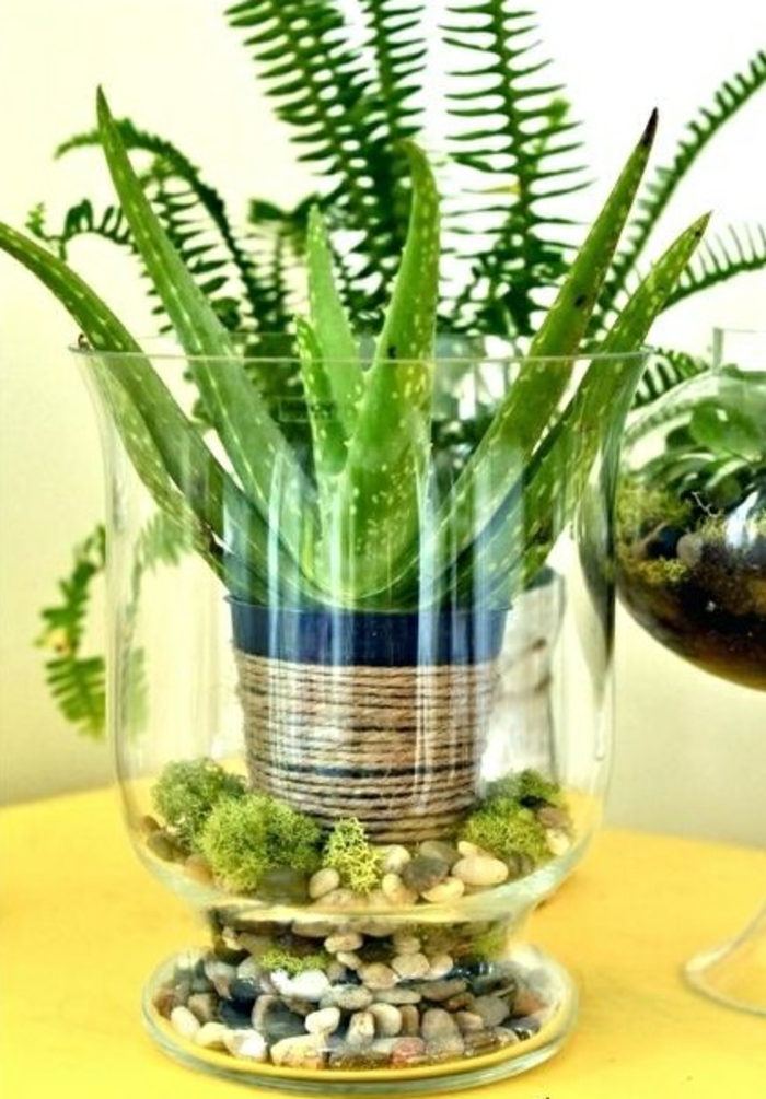 idée créative de déco avec plante d'aloe vera