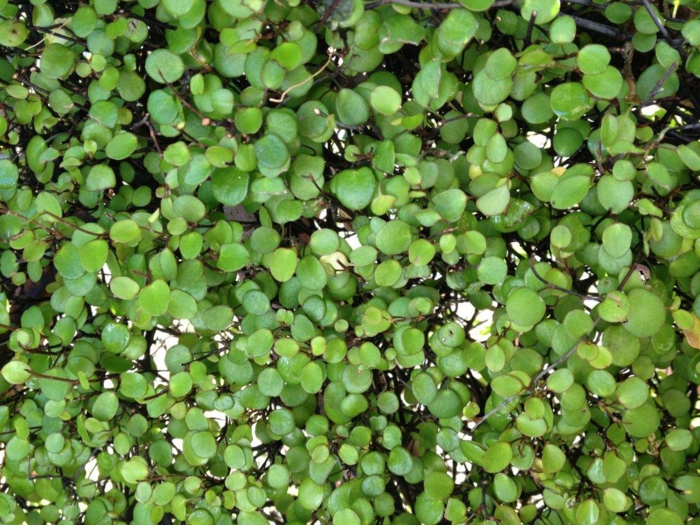 plante couvre-sol Muehlenbeckia complexa