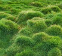 Quelle plante couvre-sol pour se débarrasser des mauvaises herbes (3)