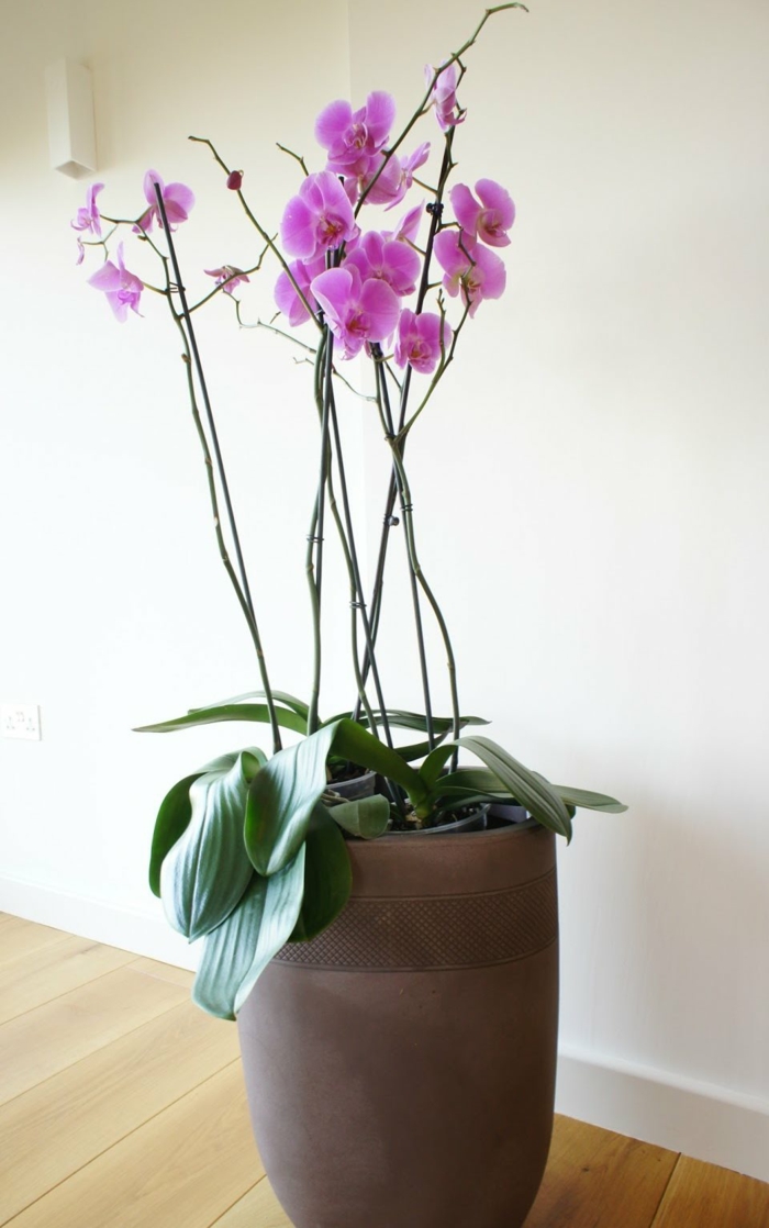 cultiver une orchidée