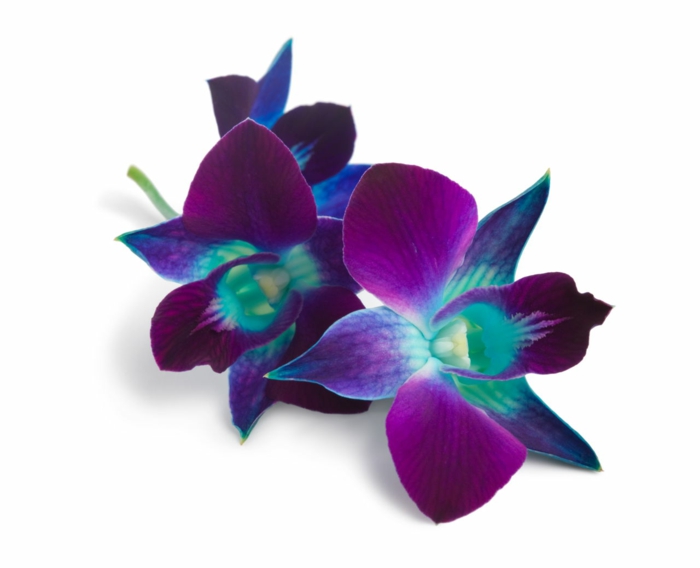 orchidée bleu et violet