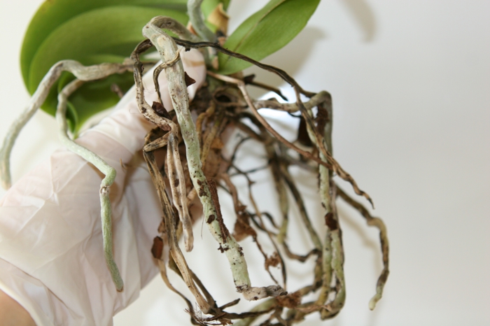 orchidée couper les racines