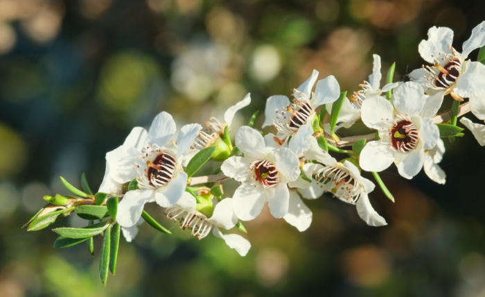 fleurs de manuka miel de manuka
