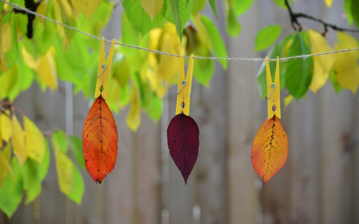 feuilles d'automne pour votre intérieur