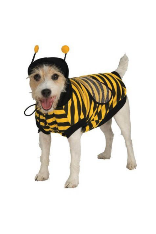 idée déguisement Halloween pour un chien toujours en mouvement