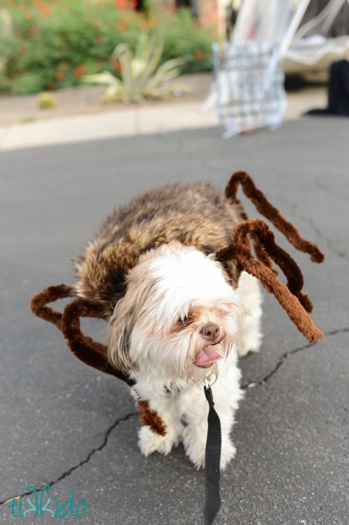 idée déguisement Halloween une peau d’araignée