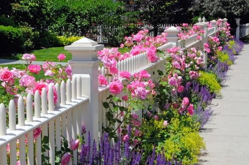 jardin anglais roses sur la palissade