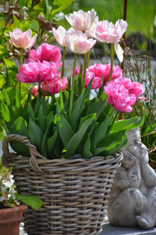 plante extérieure en pot tulipes roses