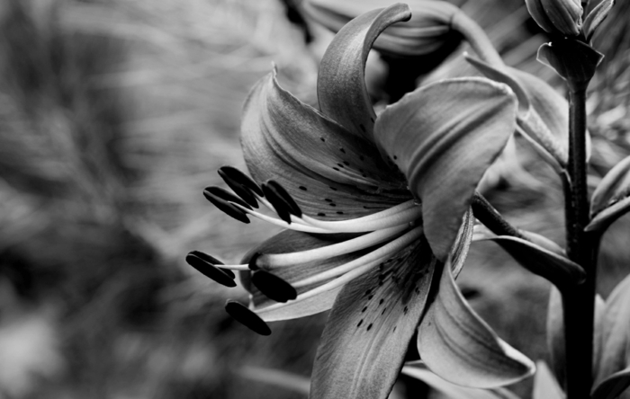 belle fleur photographie noir et blanc