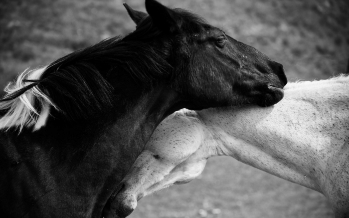 chevaux photographie noir et blanc
