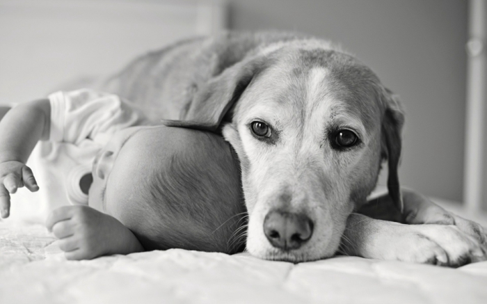 chien et bébé photographie noir et blanc