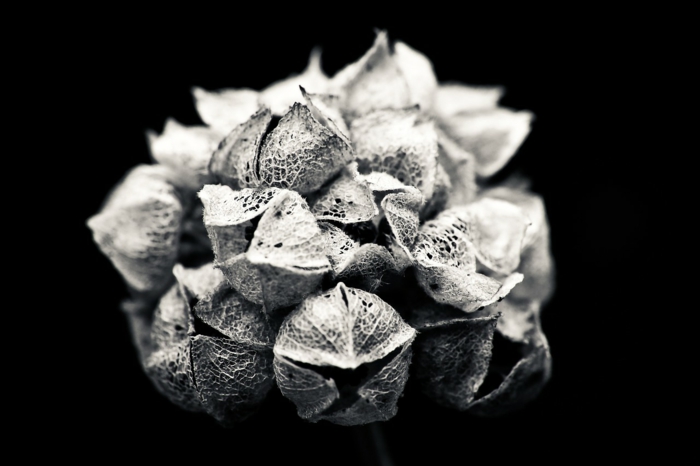 plante photographie noir et blanc idée