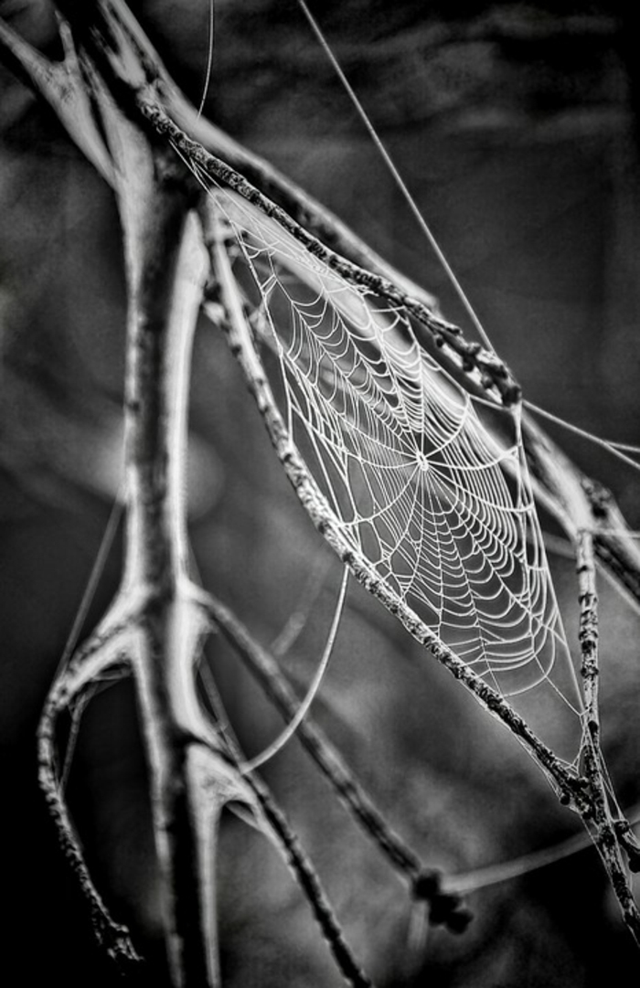 toile d'araignée photographie noir et blanc