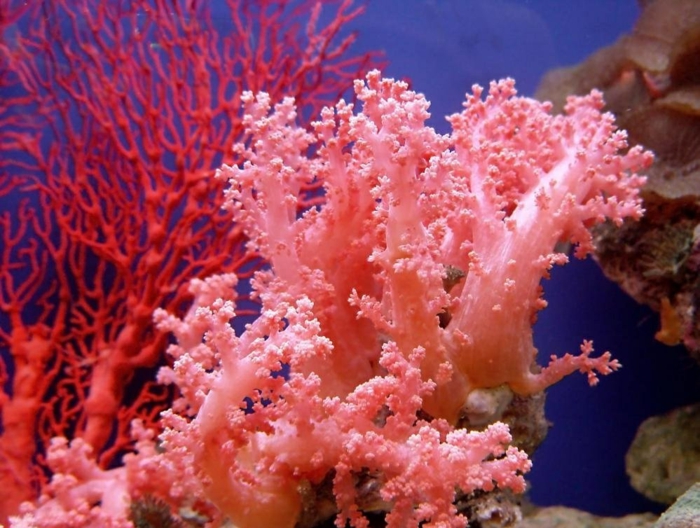 couleur tendance 2019 living coral