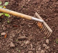 Jardinage pour les nuls : préparation du jardin pour le printemps (2)