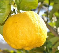 Citron santé : bienfaisable ou nuisible et ses effets sur l’organisme (1)