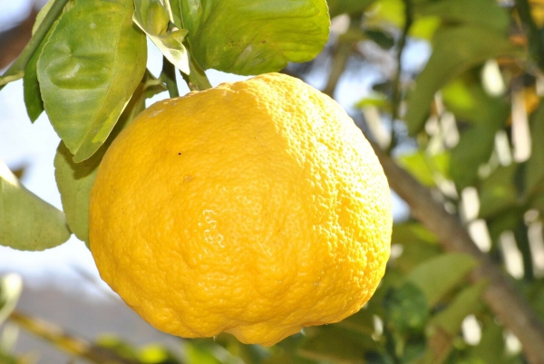 citron santé un fruit énorme