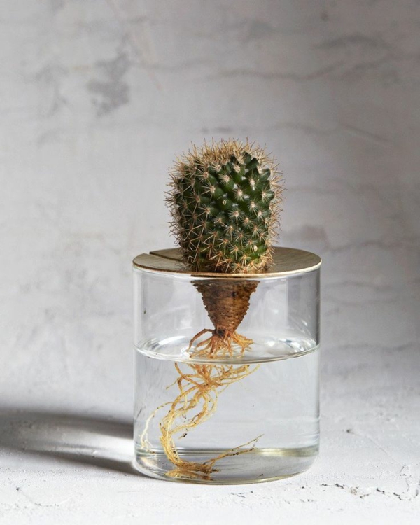 idée de déco plante aquatique cactus