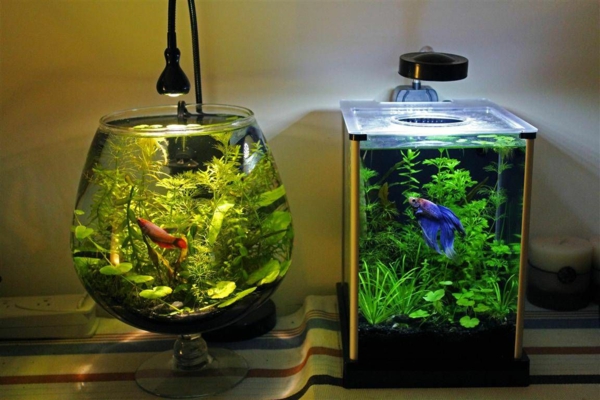 idée déco aquarium plante aquatique