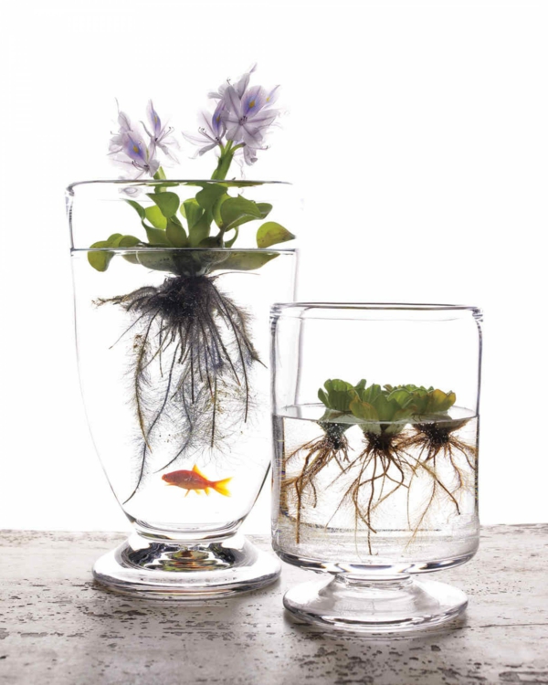 idée déco plante aquatique en vase