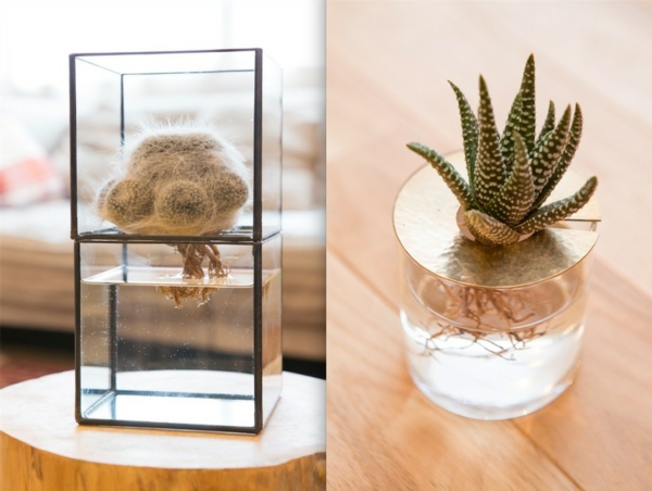 idée déco salon plante aquatique cactus