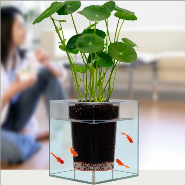 idée plante aquatique poissons