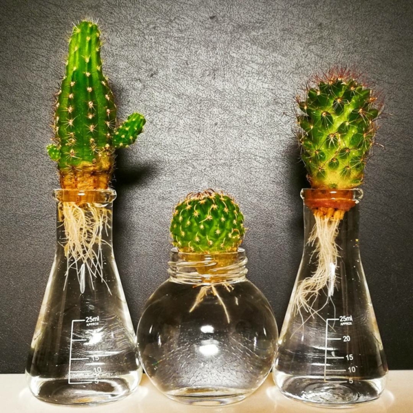 plante aquatique cactus tube à essai