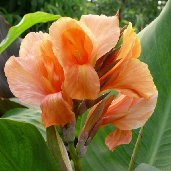 plante canna orange pastel