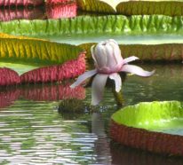 Plante lacustre ou les nymphéas des jardins de Monet (1)