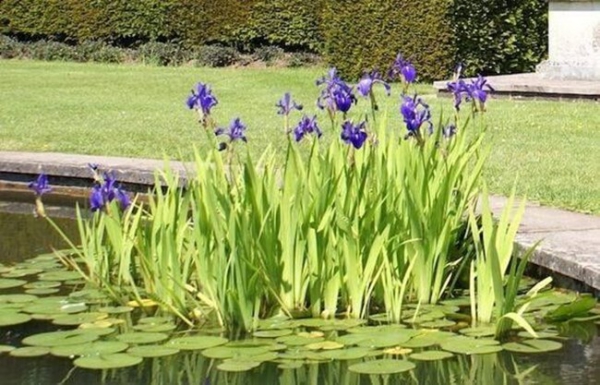 plante lacustre colonie d’iris