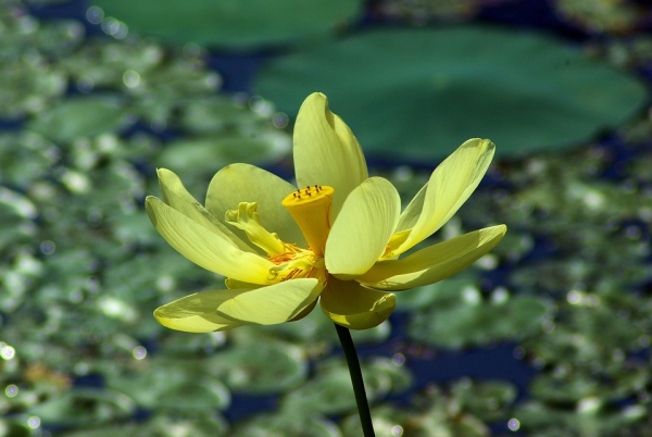 plante lacustre pétales jaunes