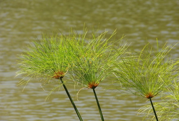 plante papyrus au bord d’une rivière