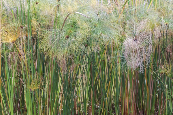 plante papyrus des plantes âgées