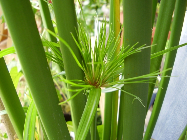 plante papyrus des tiges épaisses
