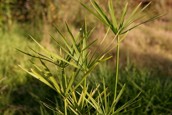 plante papyrus feuilles plus rares
